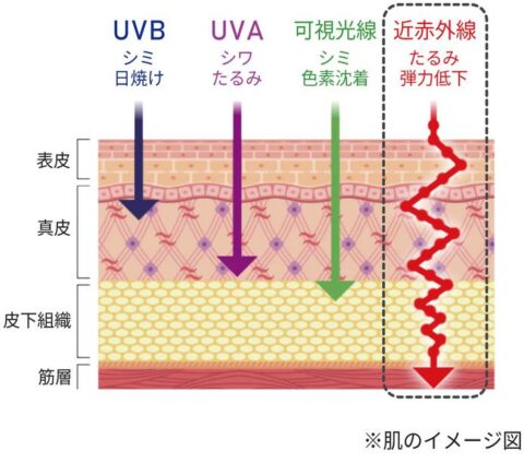 Trubeaute トゥルーボーテ