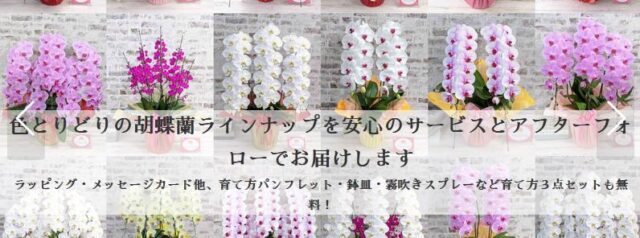 クマサキ洋ラン農園 ランノハナドットコム 特徴