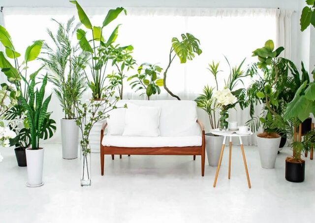 Prima プリマ オンライン 特徴